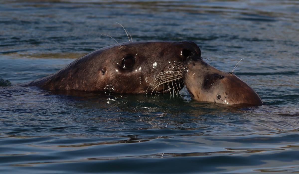 VIDEO: Brixham sightings surge as 62 grey seals recorded in single day