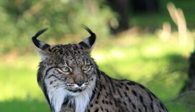 Lynx rewilding project under threat as EU funding ends
