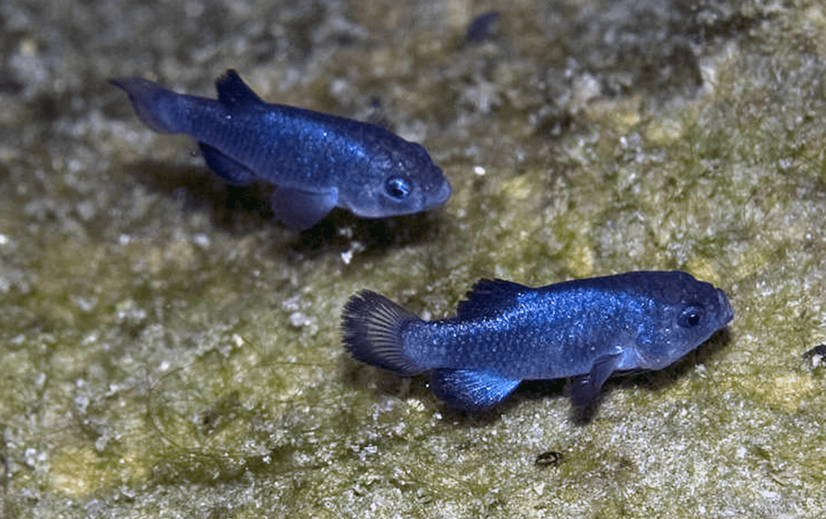 What's the rarest fish on the planet? And can they be saved?