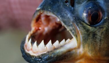 Piranha Attack Leaves 10 Injured