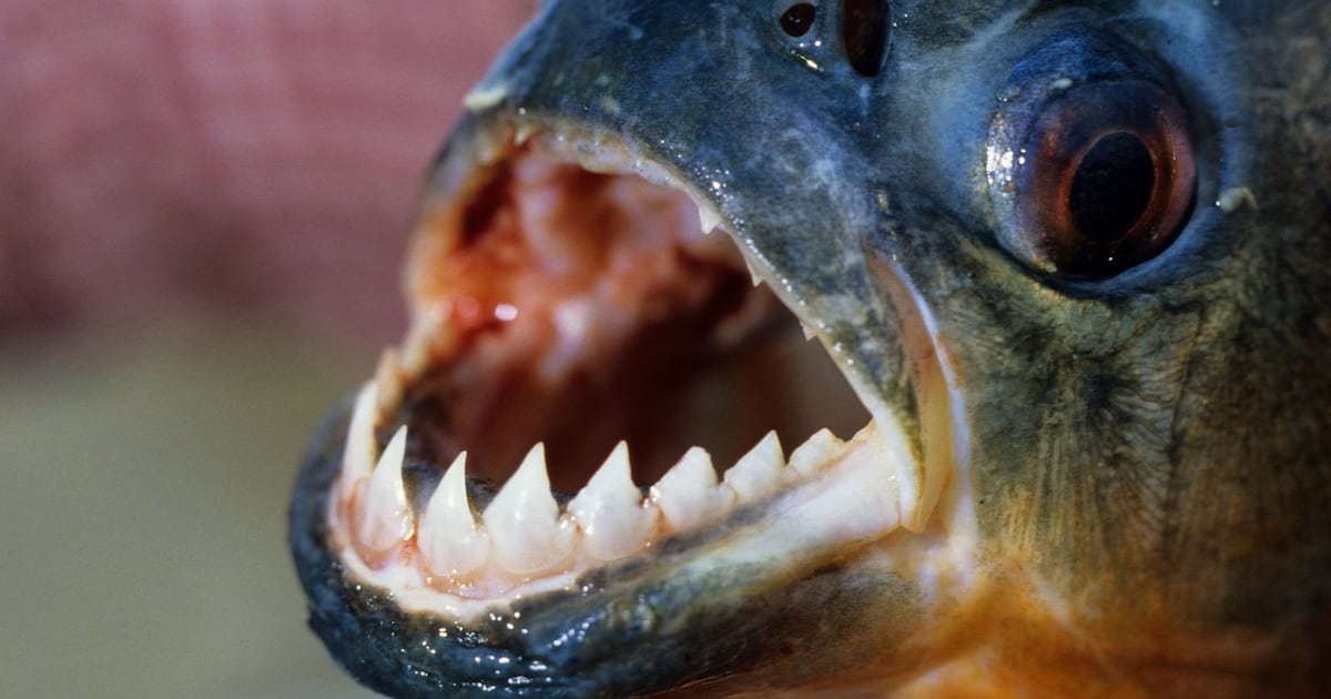 Piranha Attack Leaves 10 Injured