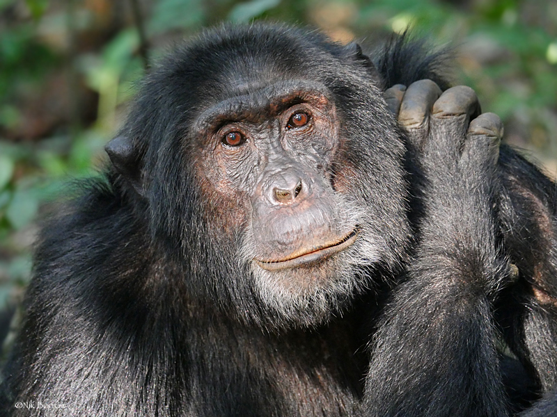 Chimpanzees and gorillas among most traded African primates, report finds