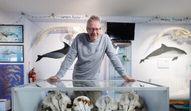 When a dead whale washes up on a beach the problems start – The Irish Times