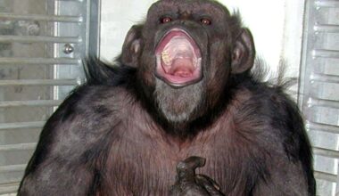 Chimp who could paint and count dies aged 49