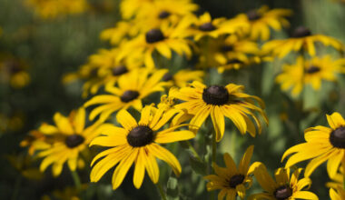 Want to attract different wildlife to your garden? These 2 Md. students have the app for you