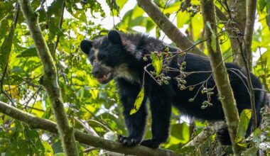 Young spectacled bear