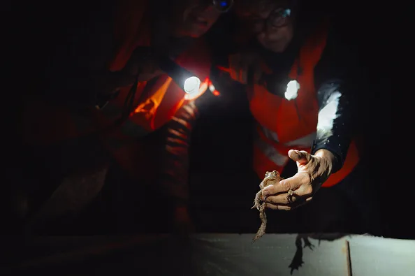 Volunteers help frogs cross busy road during amphibian migration in Kosice