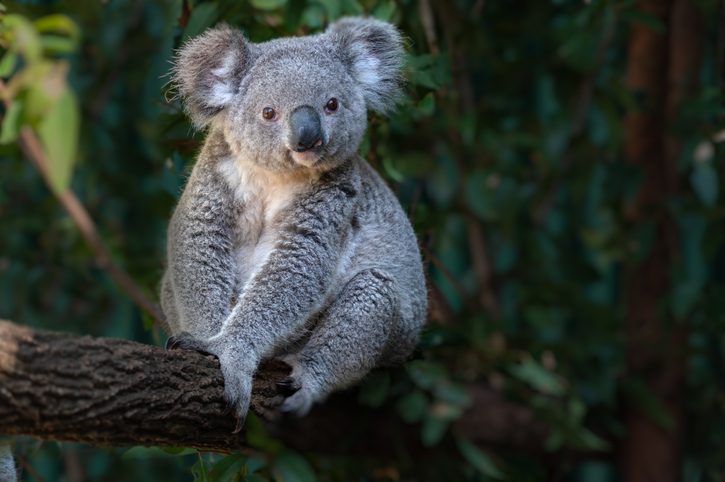 koala