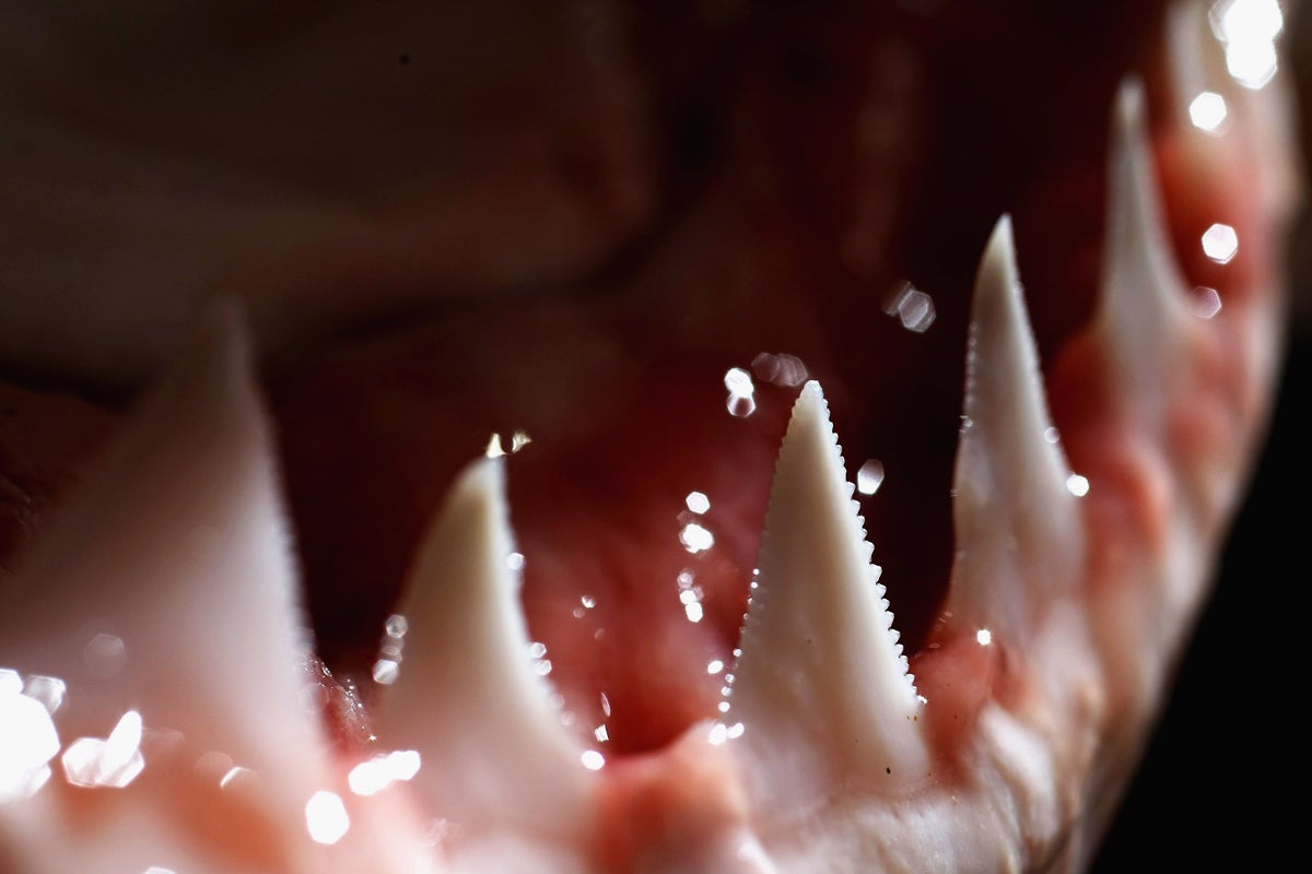 Sharks are famous for their fearsome teeth. That could change