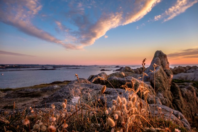 Lagurus ovatus (hare’s-tail grass or bunnytail), sunset at Grandes Rocques, Saline Bay, Guernsey, Channel Islands