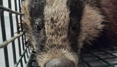 Rescued badger makes full recovery after Christmas ordeal in drainage ditch