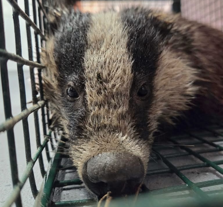 Rescued badger makes full recovery after Christmas ordeal in drainage ditch