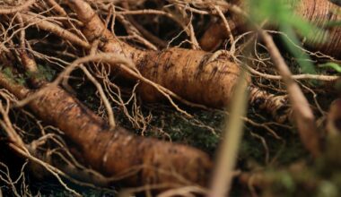 Ginseng adulteration remains a significant concern