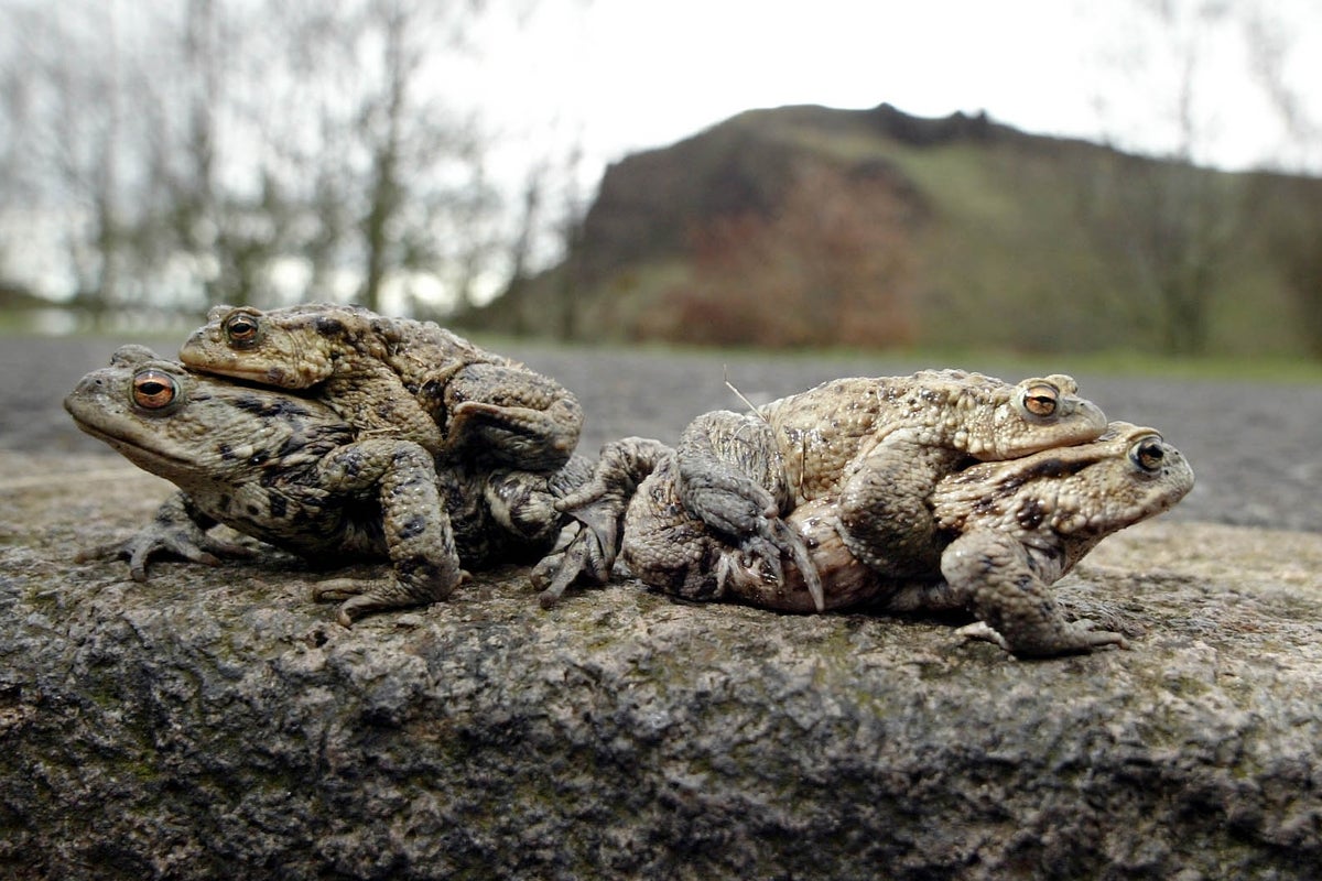 The remarkable number of toads being helped across Britain’s roads – and why