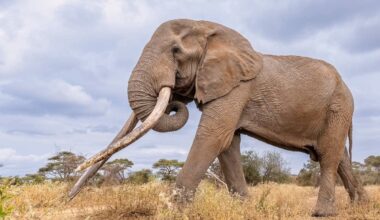 Kenya mourns legendary ‘super tusker’ elephant Craig after death in national park