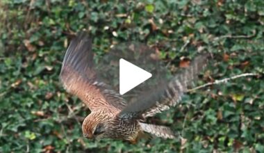 Kestrel hovering