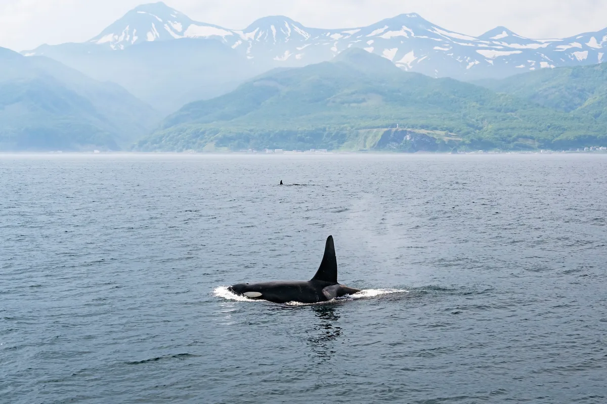 Killer whales in Rausu, Hokkaido