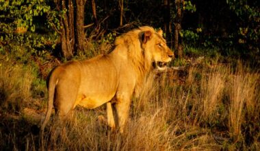 Whether lions survive the challenge of poaching depends on human commitment to their future. (Photo: Supplied)