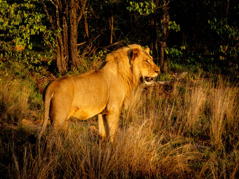 Whether lions survive the challenge of poaching depends on human commitment to their future. (Photo: Supplied)