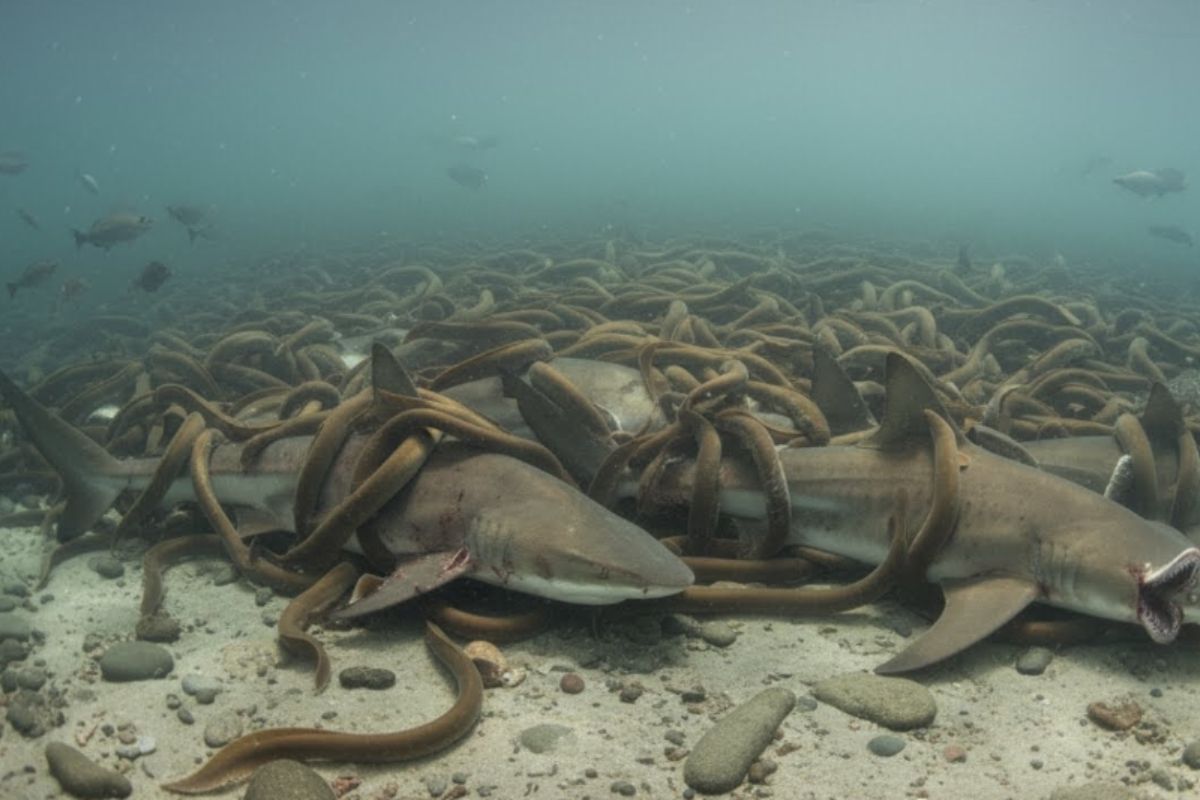 Sea lampreys have invaded the Great Lakes, decimated fishing and eat up to 18 kg of fish per adult, but have been contained by 90% and still survive in rivers and tributaries (4)