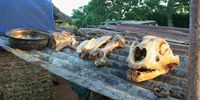Lion bones. (Photo: Blood-Lions)