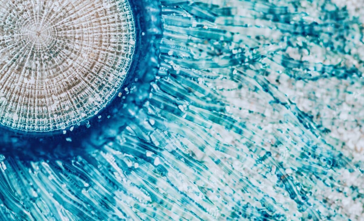 Meet The Sea’s Most Mysterious Creature, It Looks Like Sauron, But Bites Like A Jelly