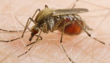 Mosquitoes Are Feeding on Us More Often – And Scientists Say We're to Blame : ScienceAlert