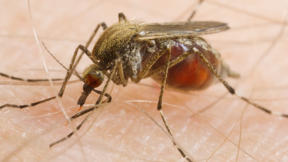 Mosquitoes Are Feeding on Us More Often – And Scientists Say We're to Blame : ScienceAlert