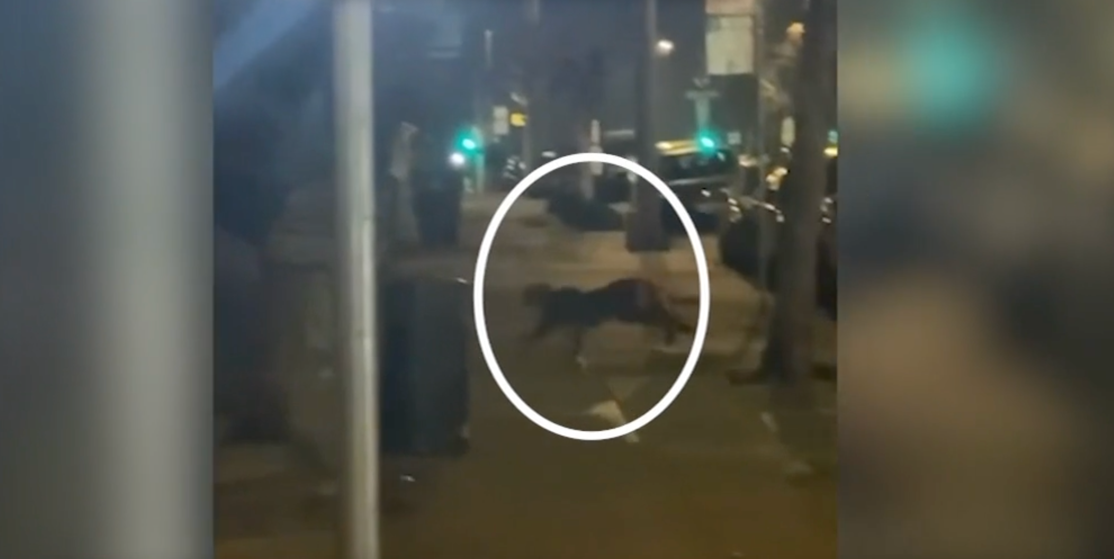 A local resident filmed the mountain lion on the streets of San Francisco in the early hours of Monday, January 26.