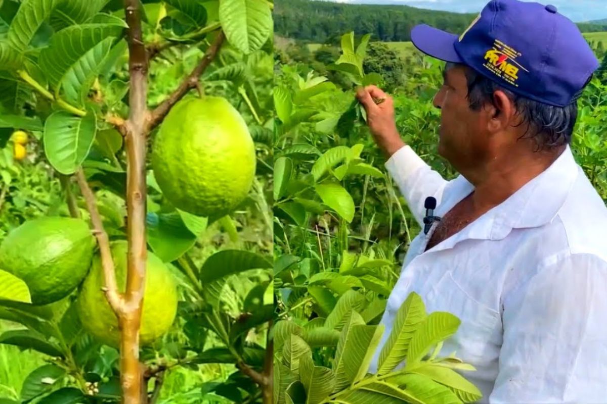 Giant guavas in Fortaleza de Minas: Paraná producer overcomes frost and maintains year-round production, selling by weight and using simple management.