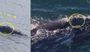 Rare whale first photographed in Donegal officially spotted in US waters