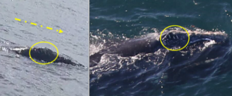 Rare whale first photographed in Donegal officially spotted in US waters