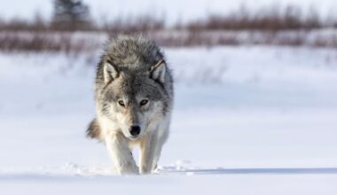 Opoyastin pack single wolf