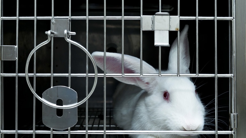 United Kingdom presents historic strategy to eliminate animal experimentation