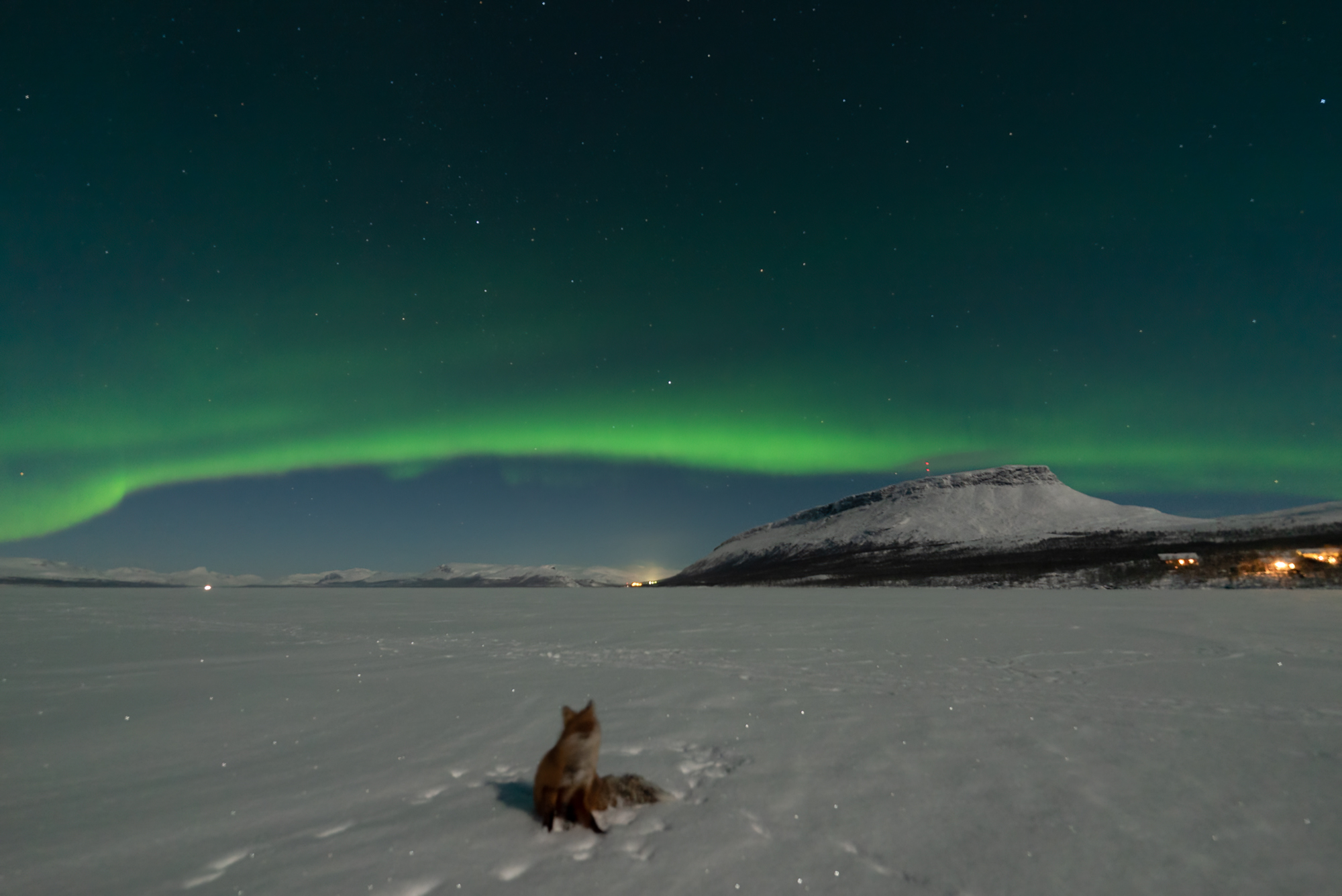 a fox is perfectly poised under a swirling ribbon of green light in the sky - the northern lights