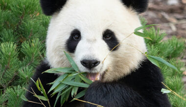 Bamboo Could Be The Next 'Superfood', But There's a Reason to Be Cautious : ScienceAlert