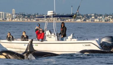 Killer Whale Gang Develops New Language to Terrorize Ships