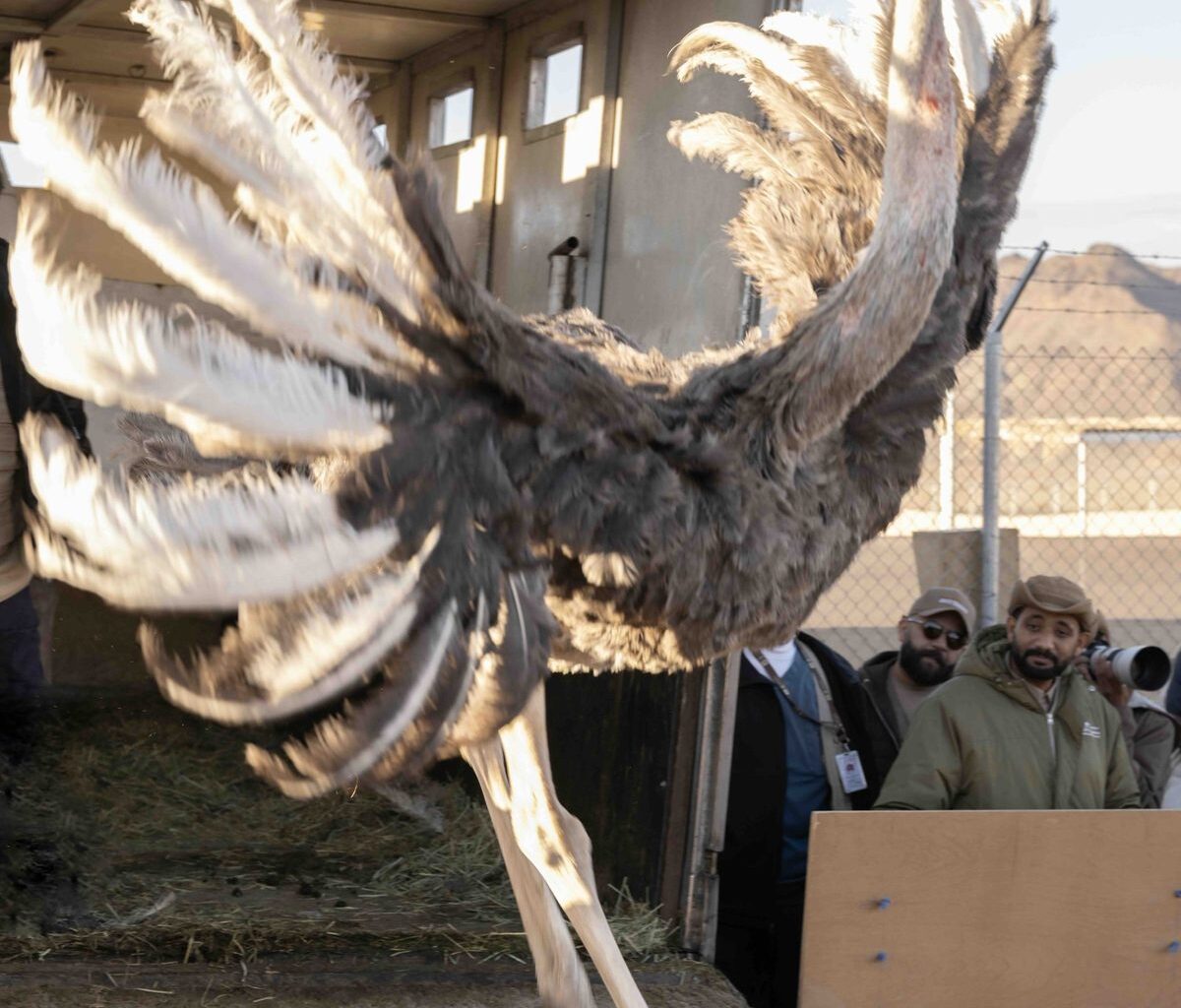 Red-necked ostrich reintroduction