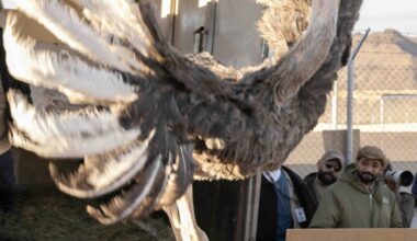 Red-necked ostrich reintroduction