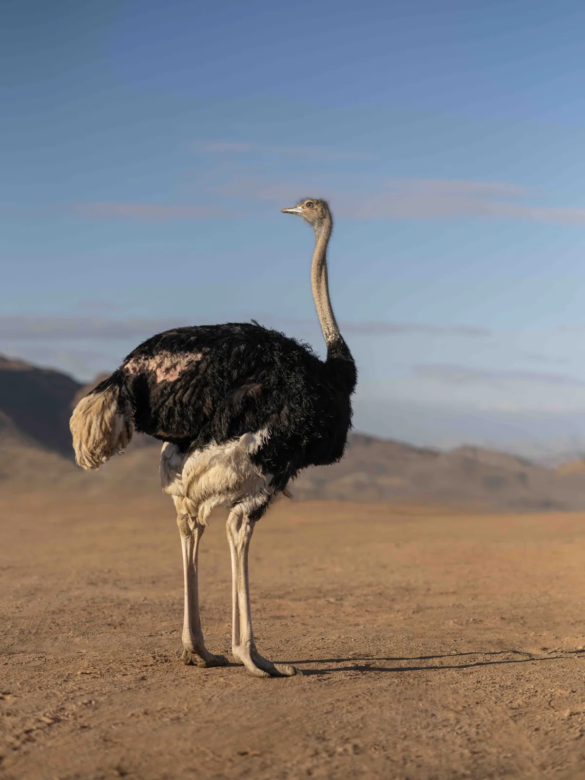 Red-necked ostrich