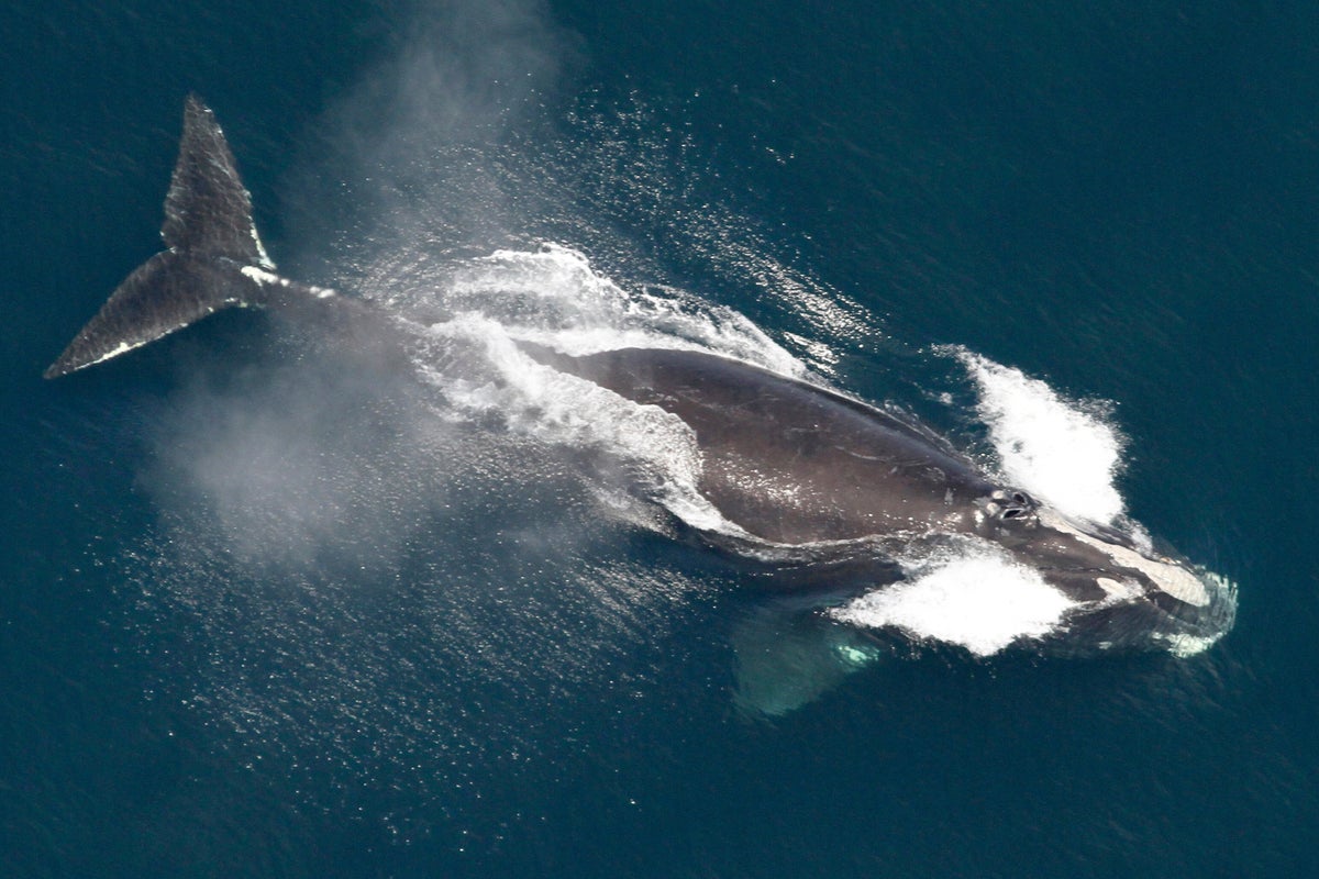 One of the world’s rarest whale species is finally having babies – but needs more