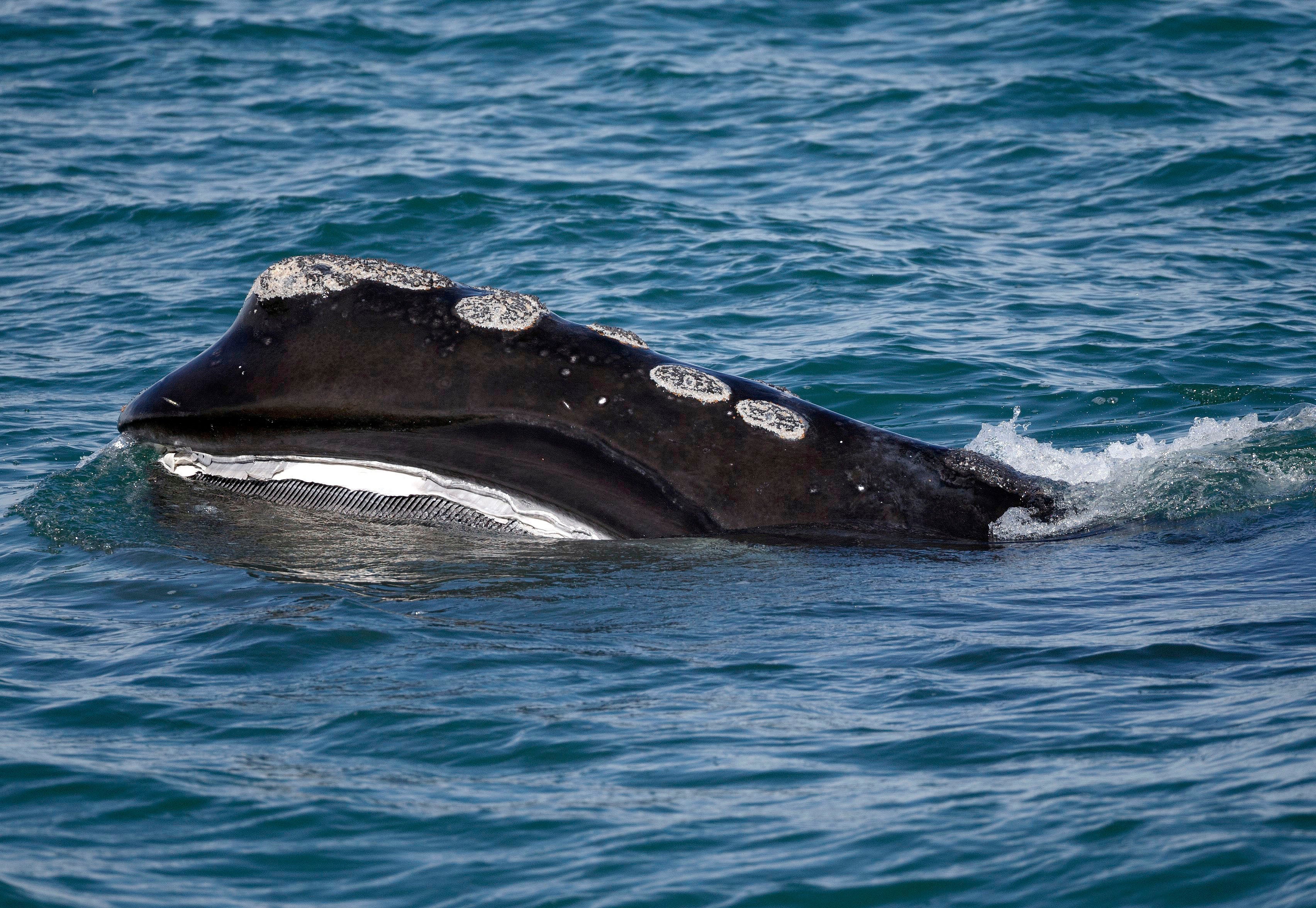 A North Atlantic right whale feeds on the surface of Cape Cod bay off the coast of Plymouth, Mass., March 28, 2018. (AP Photo/Michael Dwyer, File)