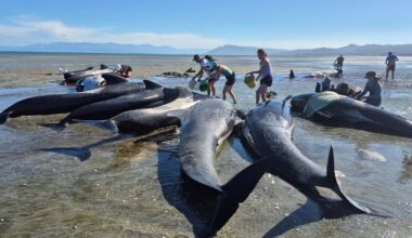 Volunteers race to save 15 whales after mass stranding on New Zealand beach