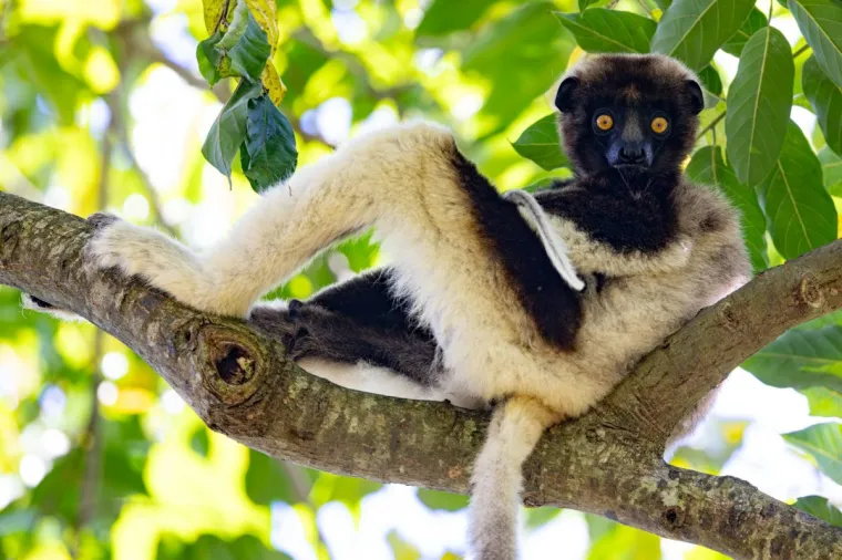 A Coquerel's sifaka (Propithecus coquereli) leisurely perched on a tree branch in its natural habitat. This endangered lemur species, native to the dry deciduous forests of northwestern Madagascar, is known for its striking black and white fur and its ability to leap between trees. The sifaka is resting comfortably, displaying its agile limbs and curious expression. Coquerel's sifakas play a crucial role in seed dispersal, which is vital for the health of their ecosystem.