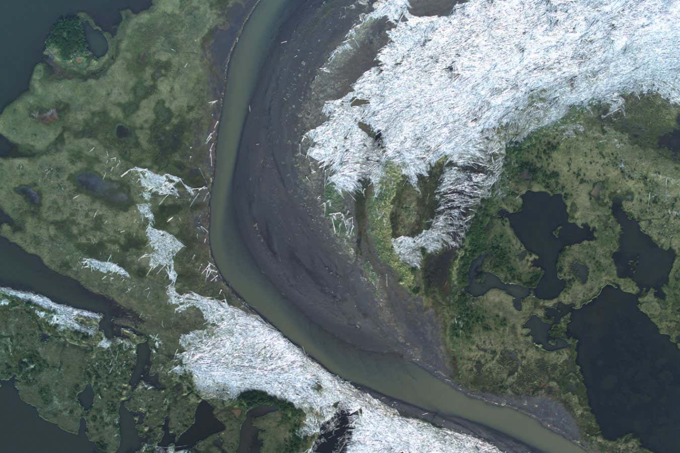 Trees floating towards the Arctic Ocean