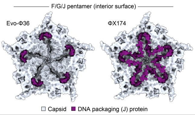 Scientists create new virus that destroys deadly bacteria How We Built the First AI-Generated Genomes https://arcinstitute.org/news/hie-king-first-synthetic-phage