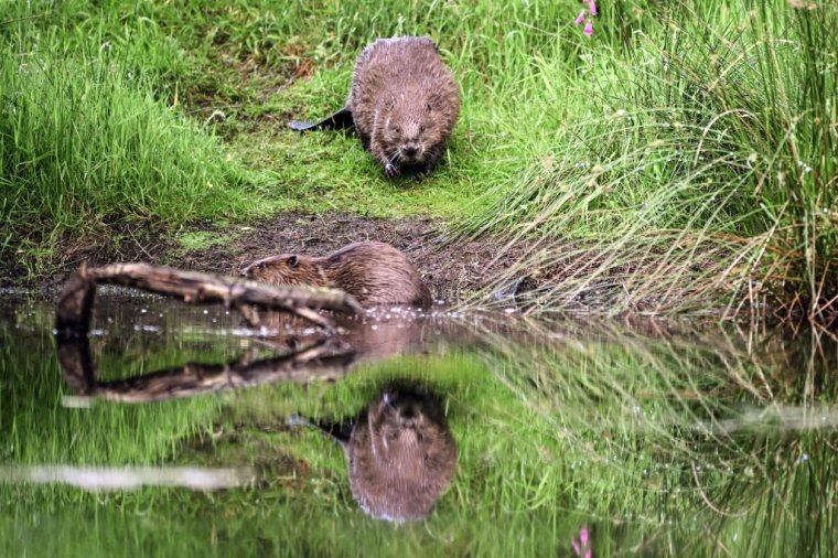 Two beavers walk by the bank of pond near Doune, Perthshire, Scotland, on June 16, 2024. Beavers, which had disappeared from Scotland for around 400 years due to hunting, were reintroduced in the wild in 2009. Ten years later, to the dismay of farmers and landowners, the herbiverous rodents were designated a protected species. (Photo by Andy Buchanan / AFP) (Photo by ANDY BUCHANAN/AFP via Getty Images)