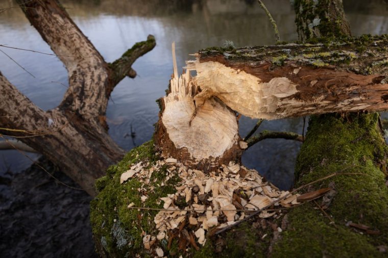 Trees are felled by beavers to build dams across rivers and streams, forming natural flood defences and boosting biodiversity. But farmers are concerned the animals could lead to the destruction of crops and flooding of fields.  (Photo by Dan Kitwood/Getty Images) 
