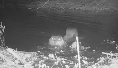 The nature vigilantes risking jail to release wild animals in 'beaver bombing' boom