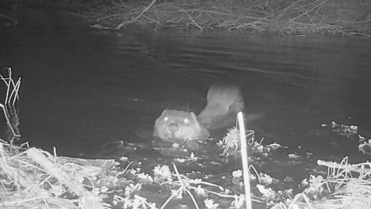 The nature vigilantes risking jail to release wild animals in 'beaver bombing' boom